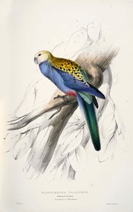 Platycercus Adscitus